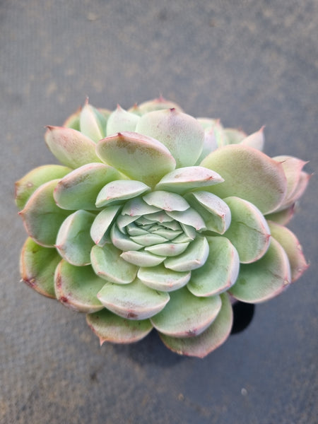 *GLGhybrid(1-1332) Echeveria Elegans 'Alba' hybrid crested 白月影杂缀化