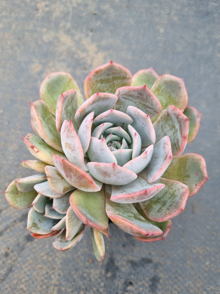 *GLGhybrid(1-1562) Echeveria Orion hybrid 菲欧娜杂