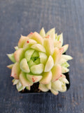*GLGhybrid(1-842) Echeveria Agavoides hybrid 东云杂