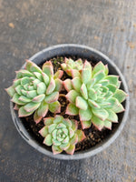 *GLGhybrid(2-267) Echeveria Sierra Hybrid 爱斯诺杂