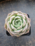 Echeveria Sarang 爱神