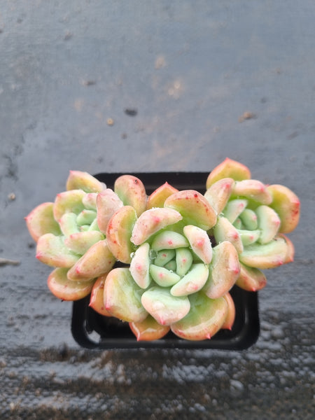 *GLGhybrid(1-1526) Pachyveria Elaine hybrid 香水杂