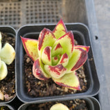 *GLGhybrid(1-1691) Special hybrid pack of 4