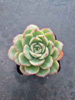 *GLGhybrid(1-1008) Echeveria pulidonis hybrid 花月夜杂