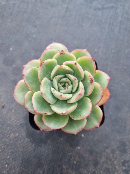 *GLGhybrid(1-1008) Echeveria pulidonis hybrid 花月夜杂