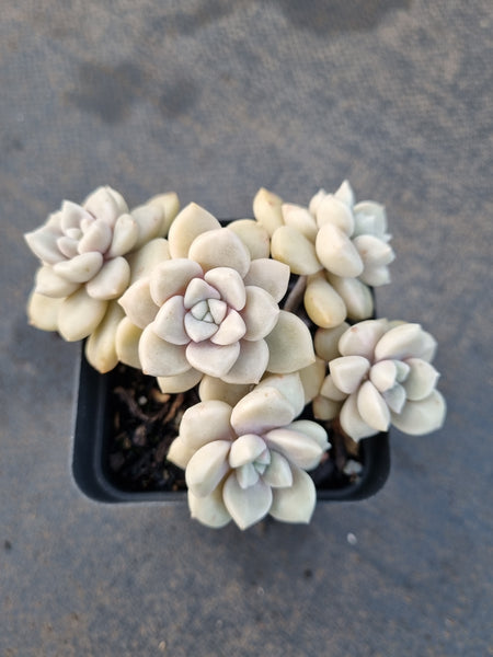 *GLGhybrid(1-1228) Graptopetalum Mendozae hybrid 丸姬杂