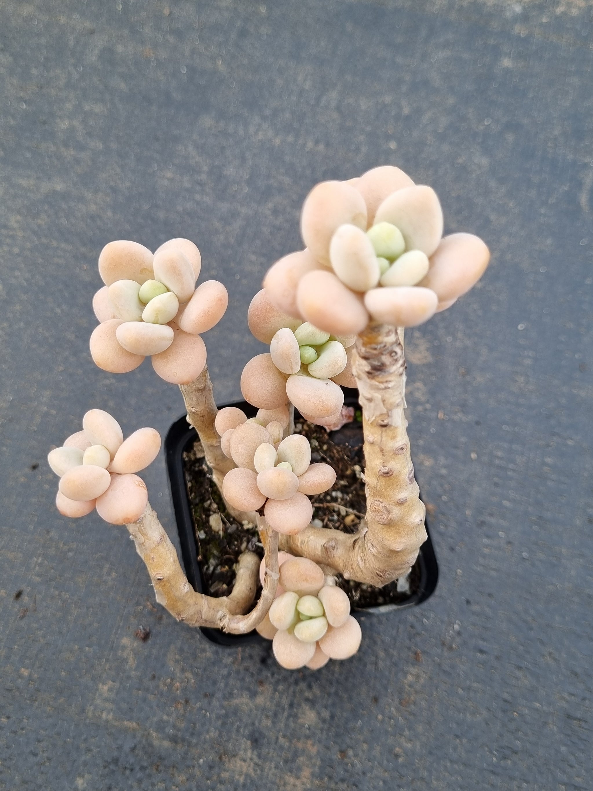 miul succulent Graptosedum Miul 洛神 – Greenland Garden