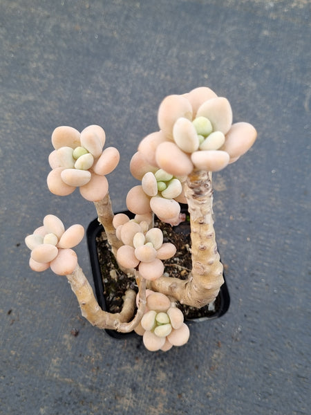 Graptosedum Miul  洛神