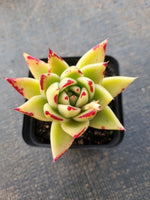 *GLGhybrid(1-851) Echeveria Agavoides Lipstick hybrid 口红杂