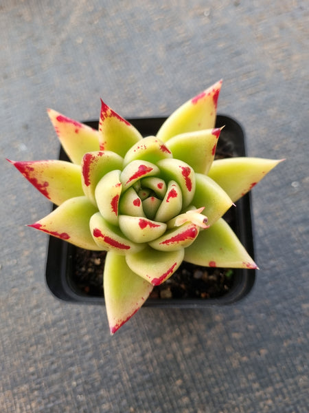 *GLGhybrid(1-851) Echeveria Agavoides Lipstick hybrid 口红杂