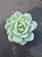 Echeveria Lemon Rose 柠檬玫瑰