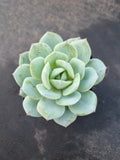 Echeveria Lemon Rose 柠檬玫瑰
