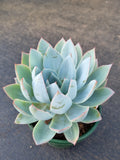 *GLGhybrid(2-370) Echeveria Cante hybrid  广寒宫杂