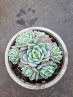 11cm pot Echeveria Raspberry Ice 冰莓群11cm盆
