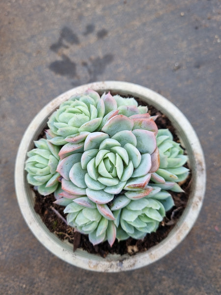 11cm pot Echeveria Raspberry Ice 冰莓群11cm盆