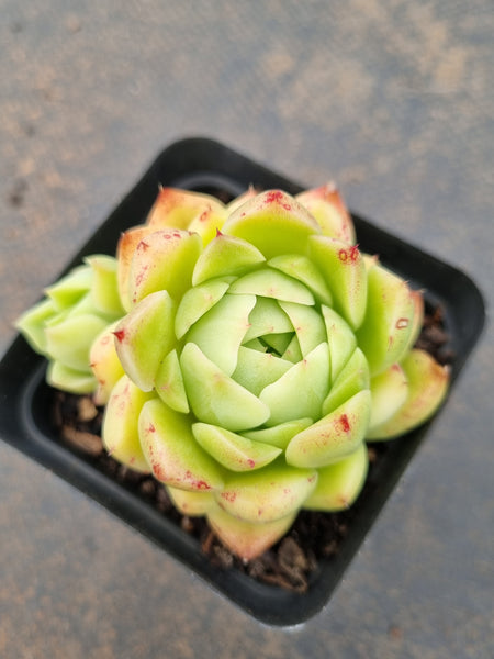 *GLGhybrid(1-1559) Echeveria malgan 麦秆