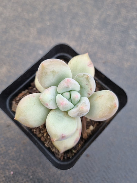 *GLGhybrid(1-1105) Pachyveria Elaine hybrid (small)香水杂