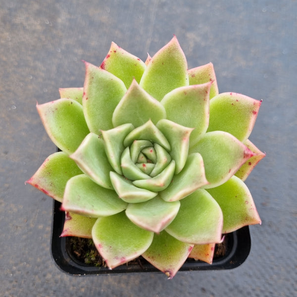 *GLGhybrid(1-1626)  Echeveria Agavoides hybrid 冬云杂