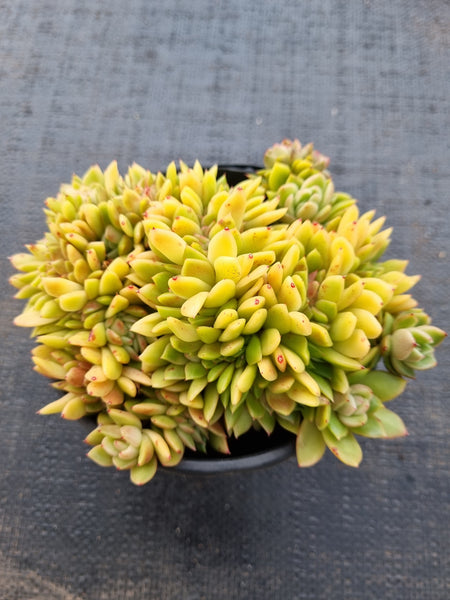 *GLGhybrid(2-47) Echeveria 'Gilva' hybrid crested 玉杯东云杂缀化