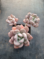 Echeveria Bailu 白露