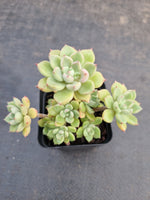 *GLGhybrid(1-914) Graptopetalum Mendozae hybrid 丸姬杂