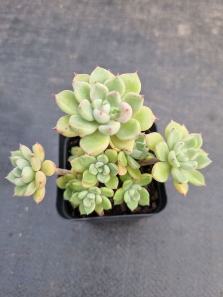 *GLGhybrid(1-914) Graptopetalum Mendozae hybrid 丸姬杂