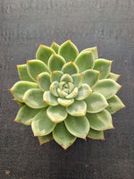 *GLGhybrid(1-346) Echeveria cuspidata var. Zaragozae hybrid 黑爪杂