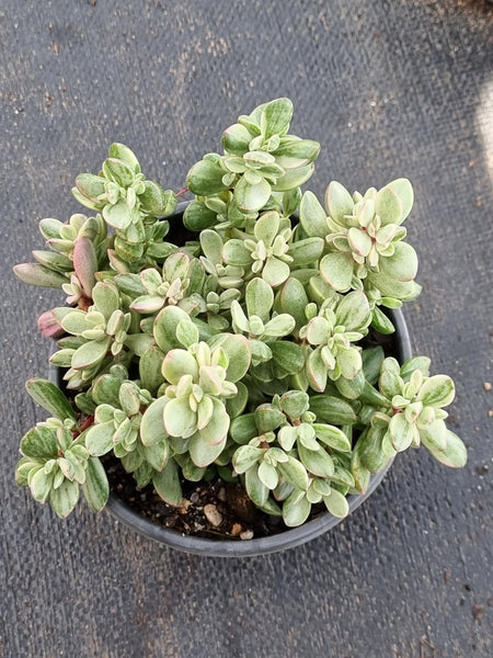 Crassula rogersii variegata 若歌诗锦