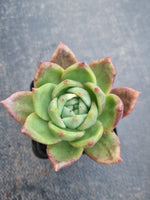 *GLGhybrid(1-816) Echeveria Romeo hybrid 罗密欧杂