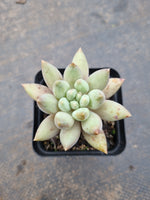 Pachyphytum 'Red Dragonfly'  红蜻蜓