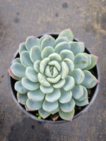11cm pot Pachyveria Scheideckeri 红卷叶11cm盆