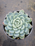 11cm pot Pachyveria Scheideckeri 红卷叶11cm盆