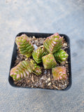 Crassula Marchandii 寿无限