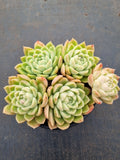 *GLGhybrid(2-12) Echeveria Agavoides hybrid 东云杂