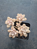 *GLGhybrid(1-1005) Graptopetalum Mendozae hybrid 丸姬杂