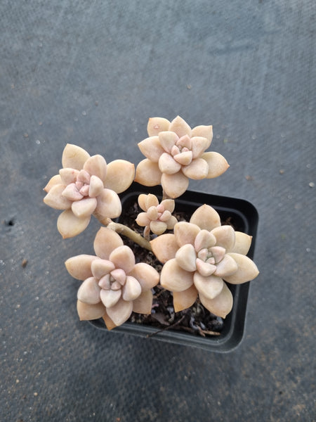 *GLGhybrid(1-1005) Graptopetalum Mendozae hybrid 丸姬杂