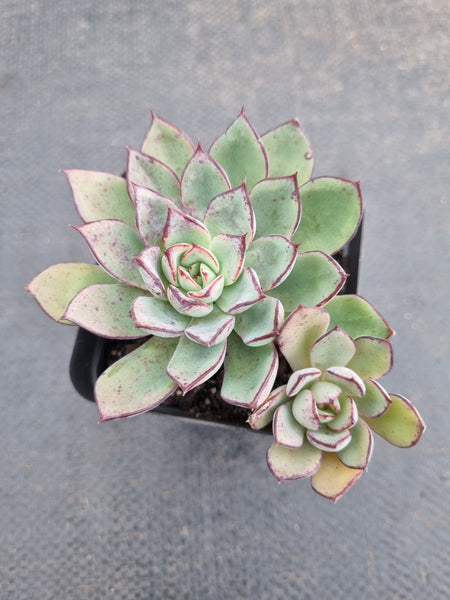 *GLGhybrid(1-941) Echeveria Puebla hybrid 普埃布拉杂