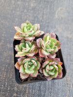 *GLGhybrid(1-1306) Echeveria Ballsii Hybrid 灰姑娘杂