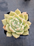Echeveria 'Pink baby rose' 粉色蔷薇