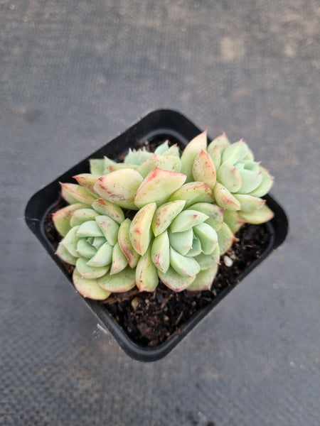 *GLGhybrid(1-951) Echeveria Elegans 'Alba' hybrid