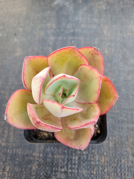 *GLGhybrid(1-1291) Echeveria Rverted suyon hybrid 大叶秀妍杂