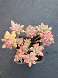 Graptosedum Little Beauty 小美女