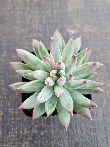 *GLGhybrid(1-1284) Pachyphytum compactum hybrid 千代田之松杂