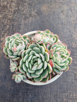 *GLGhybrid(2-273) Echeveria Raspberry ice hybrid 冰莓杂