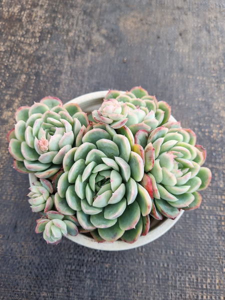 *GLGhybrid(2-273) Echeveria Raspberry ice hybrid 冰莓杂