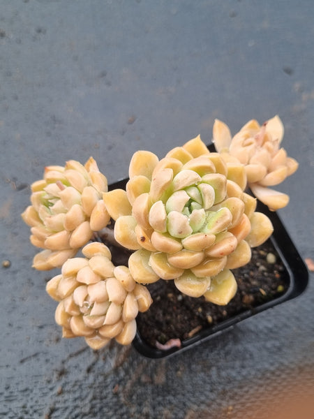 *GLGhybrid(1-1505) Graptopetalum Mendozae hybrid 丸姬杂