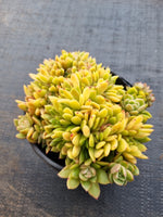*GLGhybrid(2-47) Echeveria 'Gilva' hybrid crested 玉杯东云杂缀化