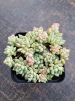 *GLGhybrid(1-707) Sedum Perezdelarosae hybrid 焦糖精灵杂