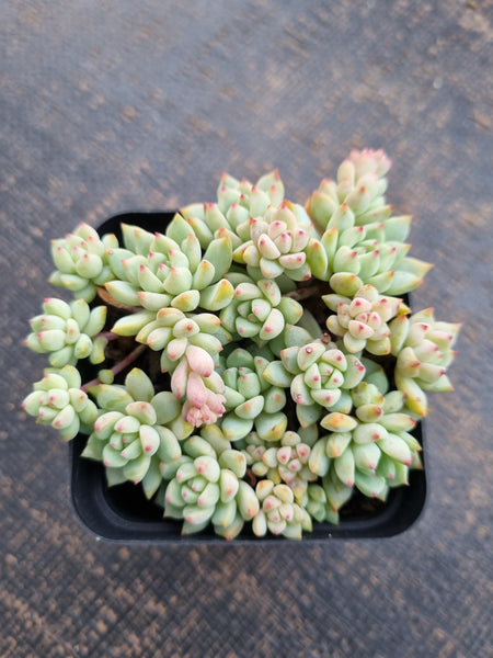 *GLGhybrid(1-707) Sedum Perezdelarosae hybrid 焦糖精灵杂