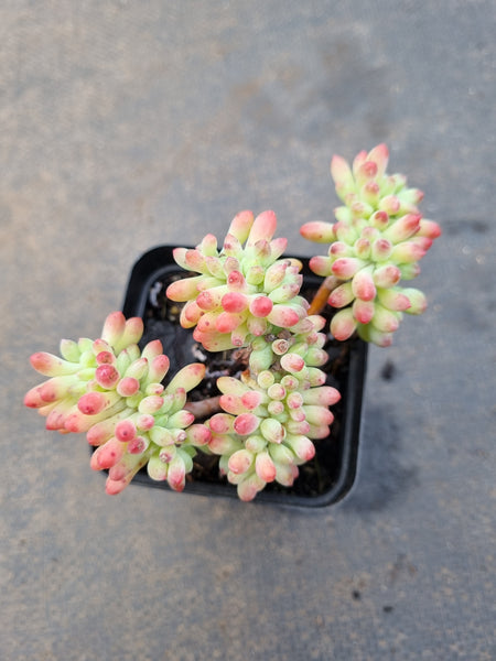 Sedum Pachyphyllum Crested 乙女心缀化